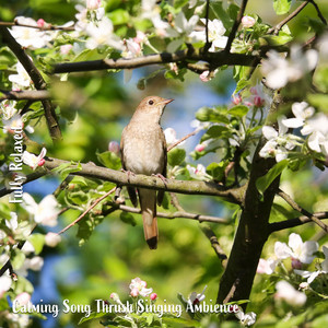 Steve Brassel - Calming Song Thrush Singing Ambience, Pt. 1
