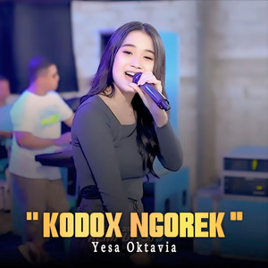 Kodox Ngorek