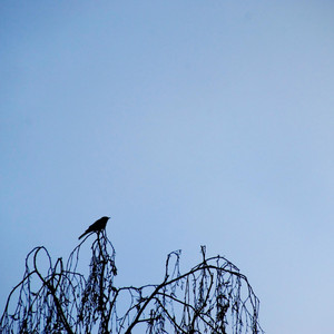sorry in advance by liminal limerence