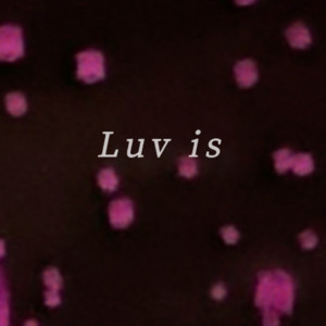 Luv is by sunstar