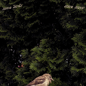 some birds by Steve Stout