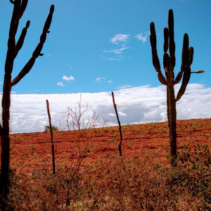 Rodriggo Júnior - Nordestino
