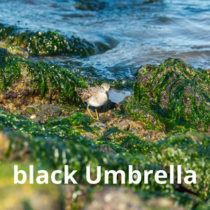 black Umbrella by Mogosplat