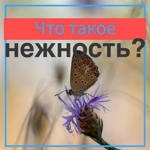 Что такое нежность? by Павел Цуман