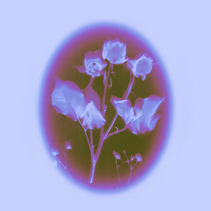 Halo by NYX
