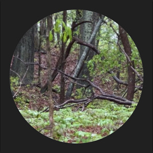 Forest Bathing