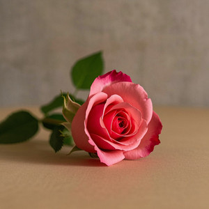 Rose for the Someone Loved by JOSIE PARABA