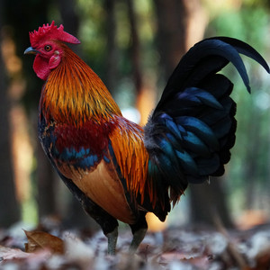 Caos no Beat - Bitcoins