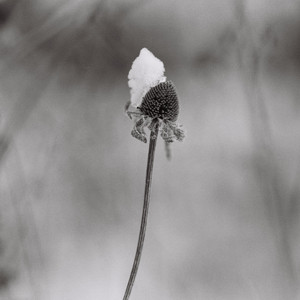Spring Snow by Ryland Bouchard