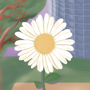 Daisy