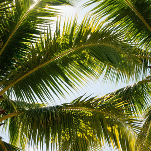 Under the Palm Trees by CARDONA JOSE A DSAD