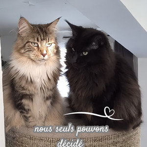 Titi l'amour des animaux - Nous seuls pouvons décidé