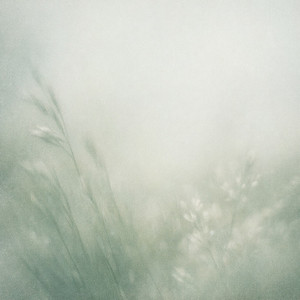 White Meadow by Plainrest