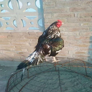 Queen Solarìa - DROP NYEURI MATA