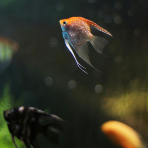 Angelfish by the ocean index, Vektogram