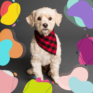 Dashing Background Music for Dog Therapy album