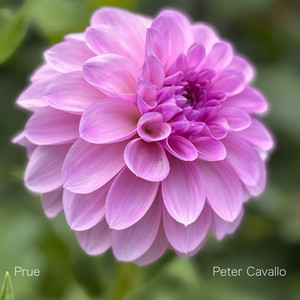 Prue by Peter Cavallo