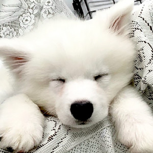 Samoyed Rintaro - Dogrun