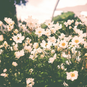 Aesthetic Sounds - Repose