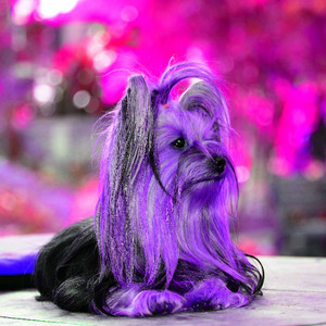Music for The Loyalest Dog - Brilliant Bossa Guitar Trio with Jazz Organ album