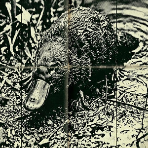 Platypus by Shyua