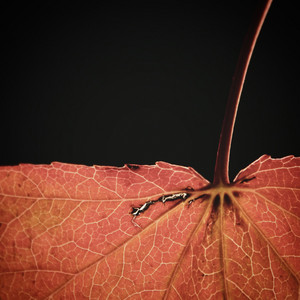 Leaf And Bud by Calm Pieces