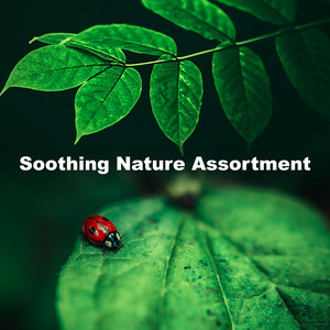 Soothing Nature Assortment