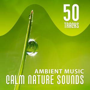 50 Tracks: Ambient Music, Calm Nature Sounds: Therapy Session - Serenity Instrumental New Age with Falling Rain, Relaxing Ocean Waves, Birds & Forest album