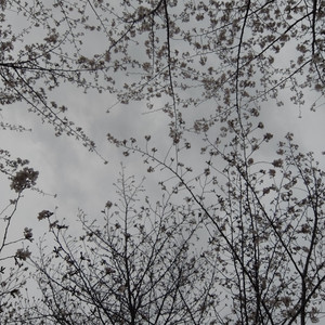 Konbanwa by Simber, J Fletch, b e r t h