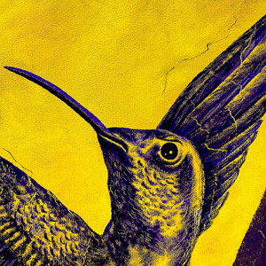 Kolibrì by Zeit Driver