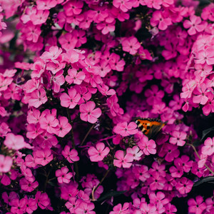 Walking 'Through the Park