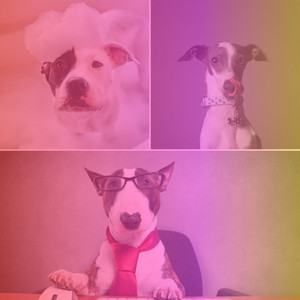 Fantastic Music for Happy Pups - Trumpet Jazz album