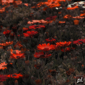 Angelica by Dreamfield, Pevanni, Summit One