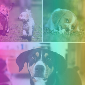 Marvellous Music for Peaceful Puppy Time - Latin Music album