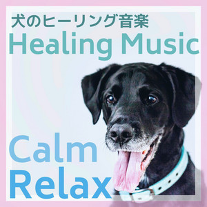 犬のヒーリング音楽 犬が落ち着く音楽 ストレスや不安を減らす留守番bgm Album By 犬の鼓腹 Spotify