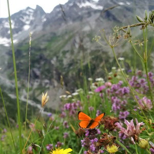 Summer Bloom by Anna Maria Dudek