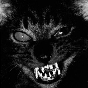 Doker — Життя котика 1