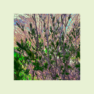 Lilacs by Buckbee