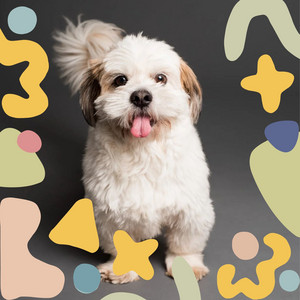 Subdued Background Music for Resting Pets album