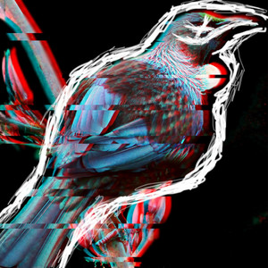 The Tui Bird