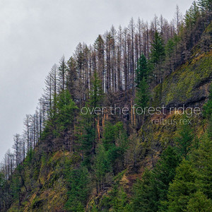 over the forests ridge by Reitius Rex