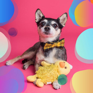 Beautiful - Dog Walkers album