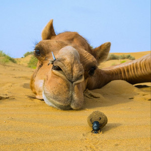 Relaxing Spa - Camel Sounds