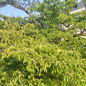 syaga by Michiru Aoyama