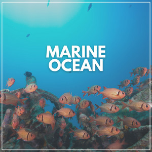 Marine Ocean album