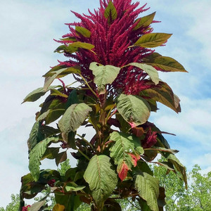 Amaranth Expanse by Indigo Solace