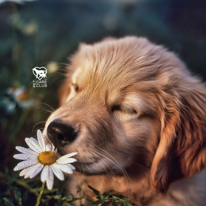 Paws Among Daisies
