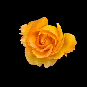 Rising Rose by AKIL TENDON