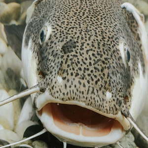 Catfish by Spell Jordan