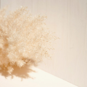 Cream Tones by Pure Golden Lounge